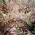 stonefish_reef_nus_h_0705_png1841.jpg